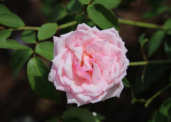 Pink Rose