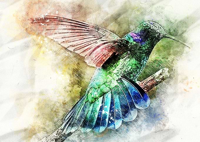 Hummingbird On A Branch