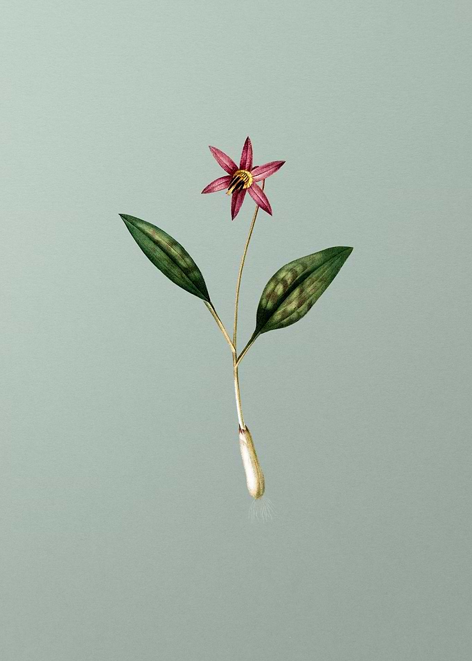 Erythronium on Mint Green