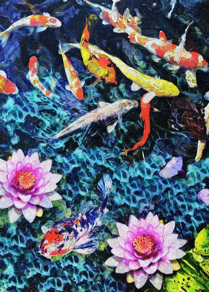 Koi fish