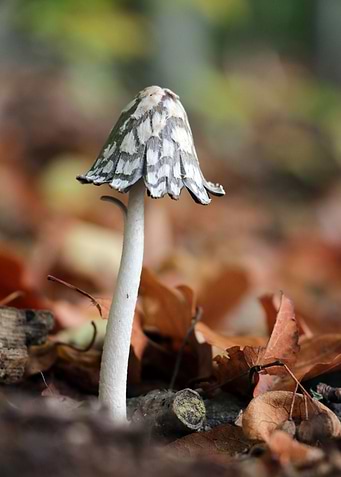 Mushroom