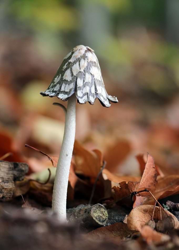 Mushroom