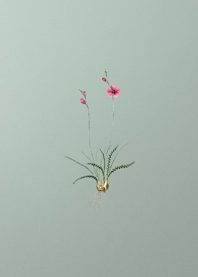 Ixia Crispa on Mint Green