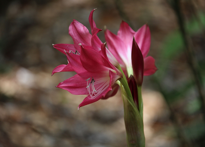 Unique Pink Flower