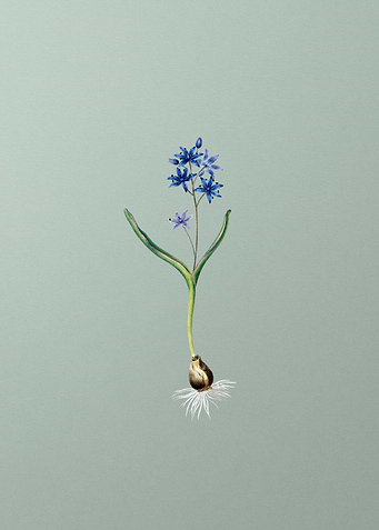 Alpine Squill on Green