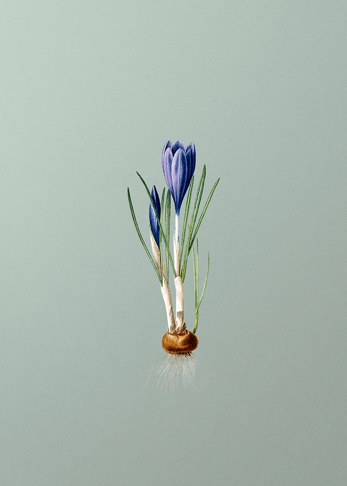 Spring Crocus on Green