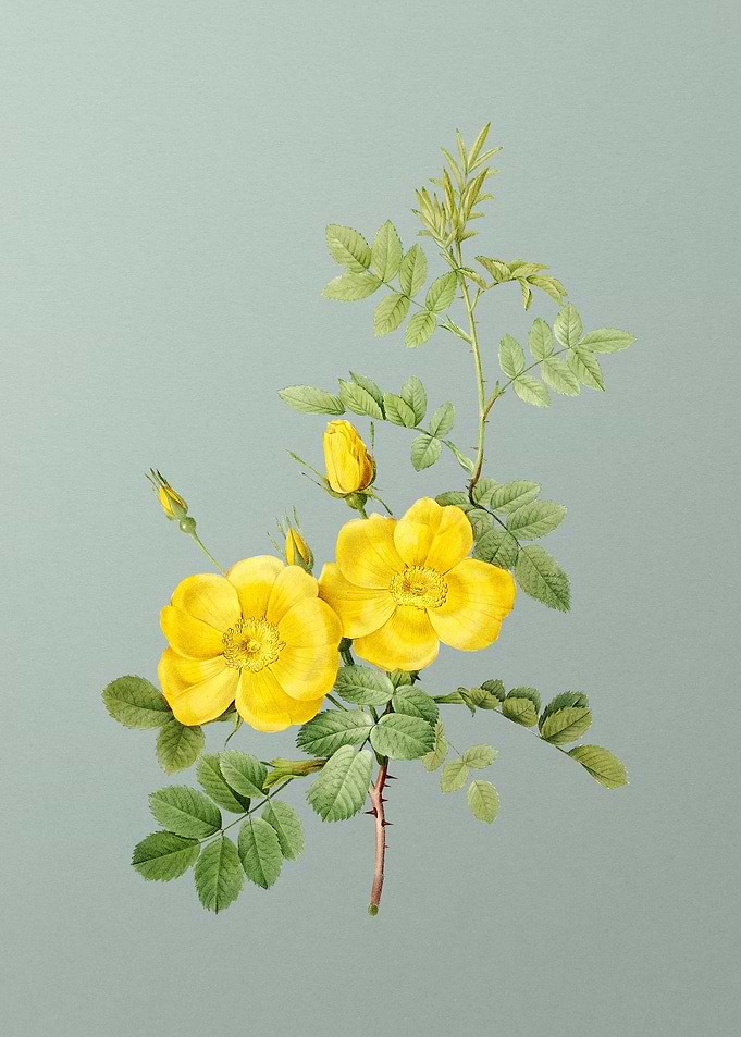 Yellow Sweetbriar Roses