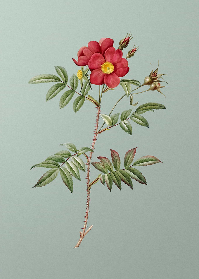 Rosa Redutea Glauca