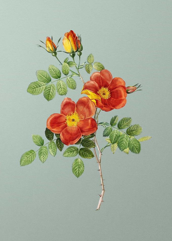 Austrian Briar Rose