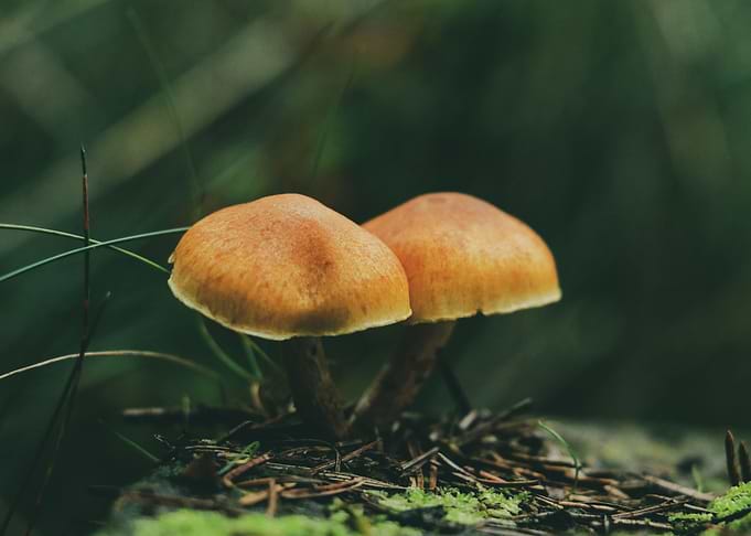 Mushroom