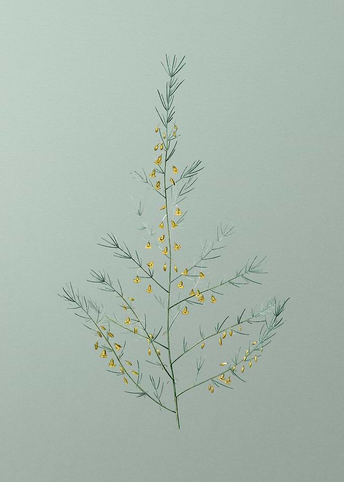Sea Asparagus on Green
