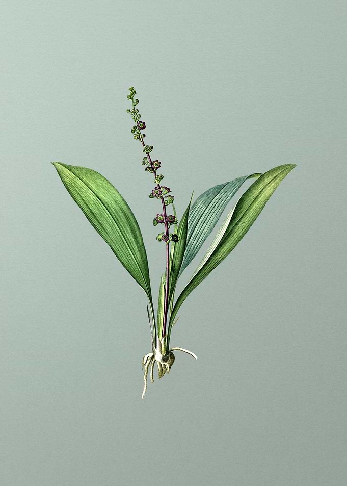 Peliosanthes Teta on Green