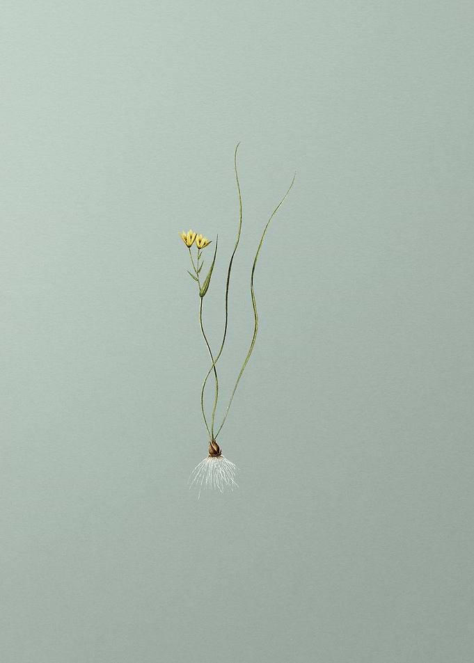 Ornithogalum Spathaceum
