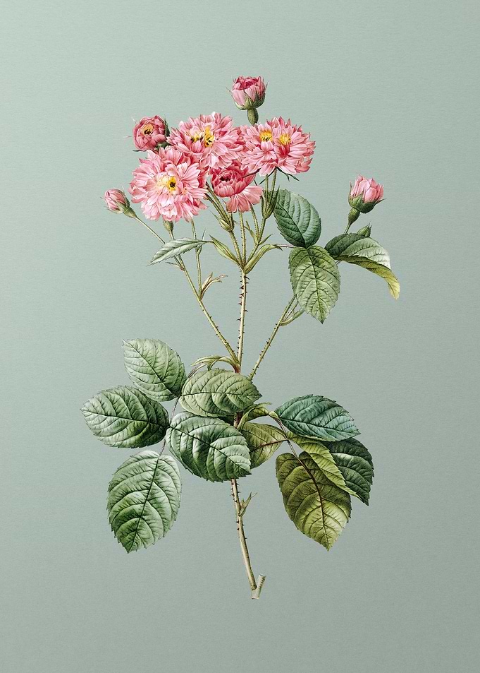 Vintage Pink Rosebush