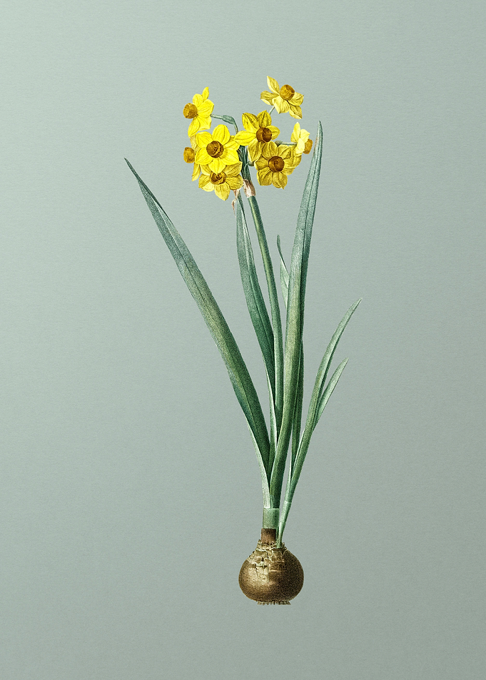 Daffodil Flower on Green