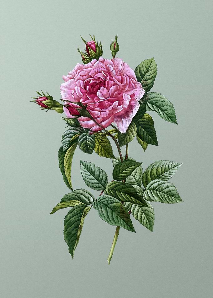 Blooming Pink French Rose