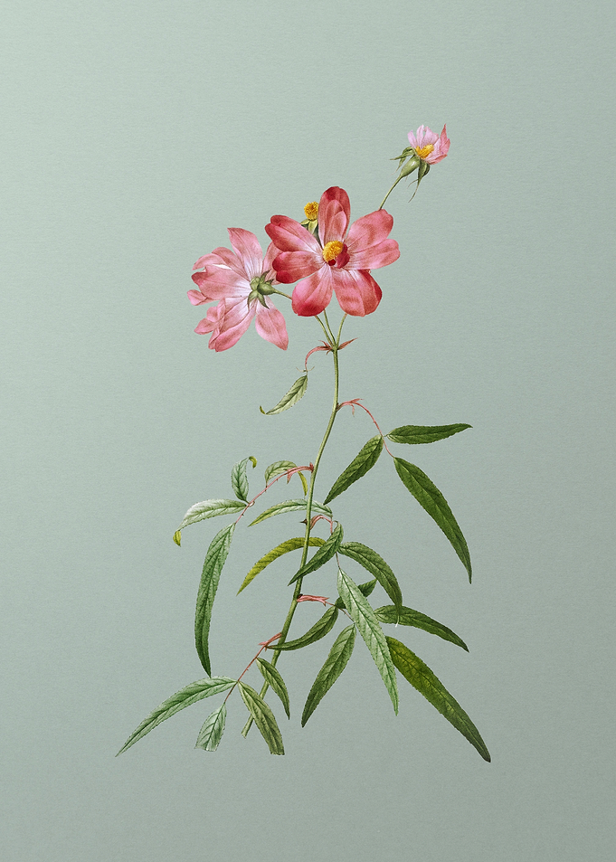 Peach Leaved Rose on Green