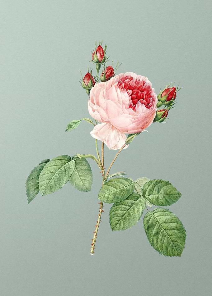 Pink Cabbage Rose on Green