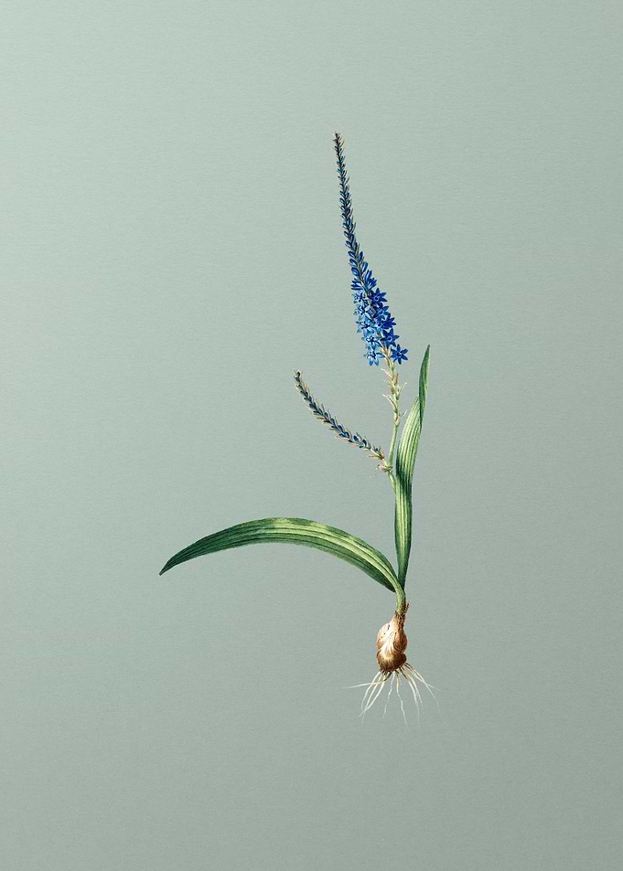 Ixia Plantaginea on Green
