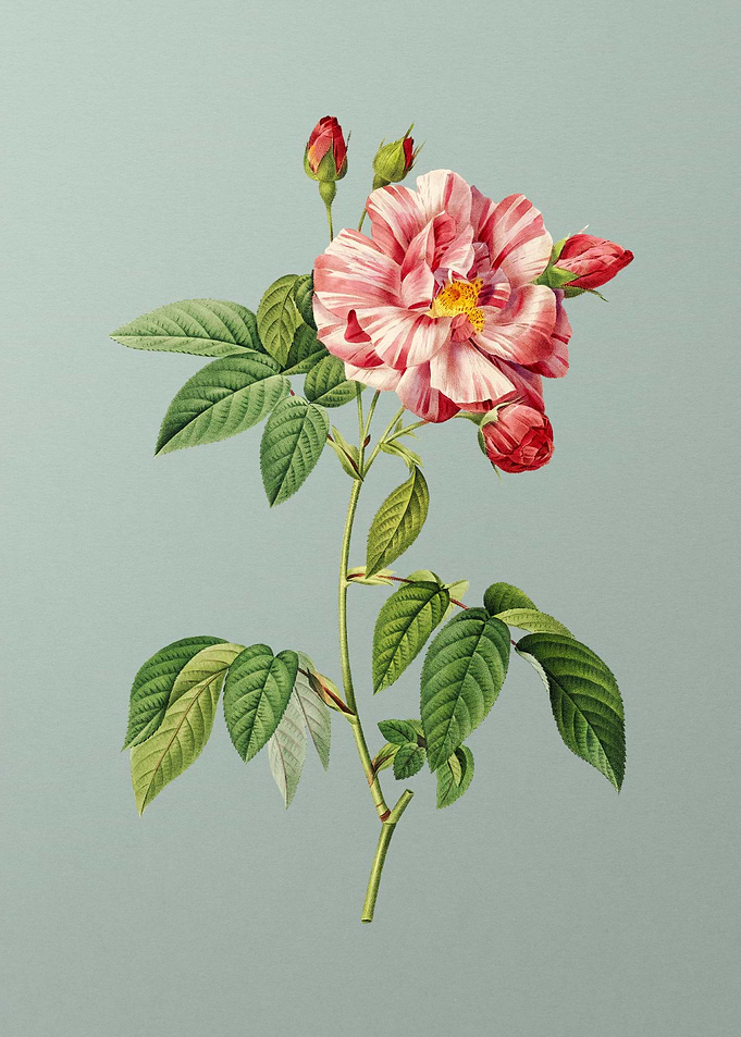 Variegated French Rosebush