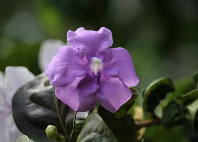 Purple Flower 2