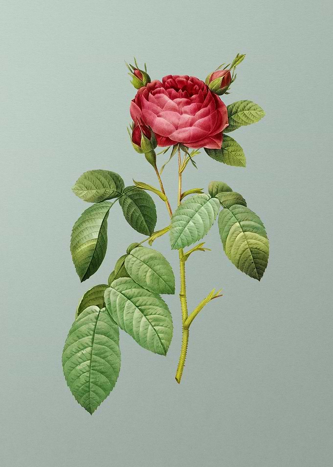 Red Gallic Rose on Green
