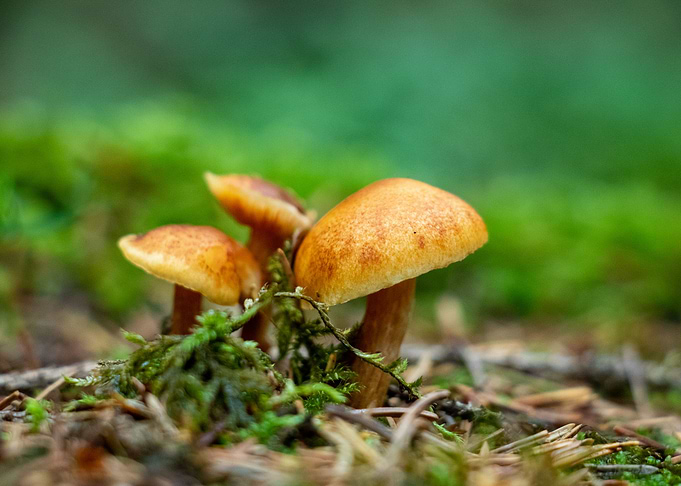 Mushrooms
