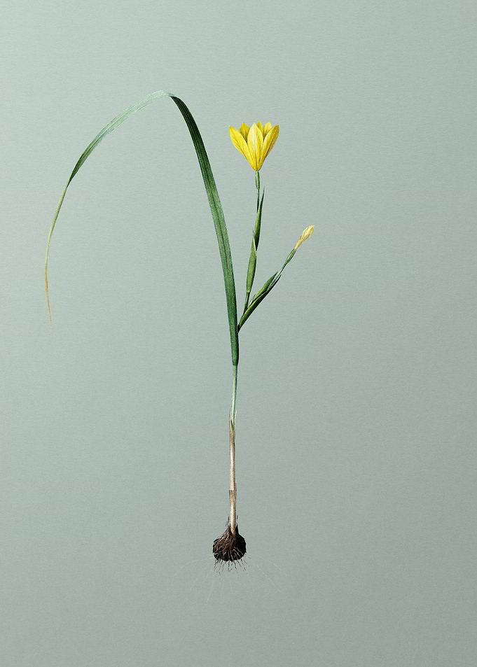Cape Tulip