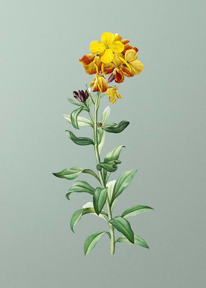 Yellow Wallflower Bloom