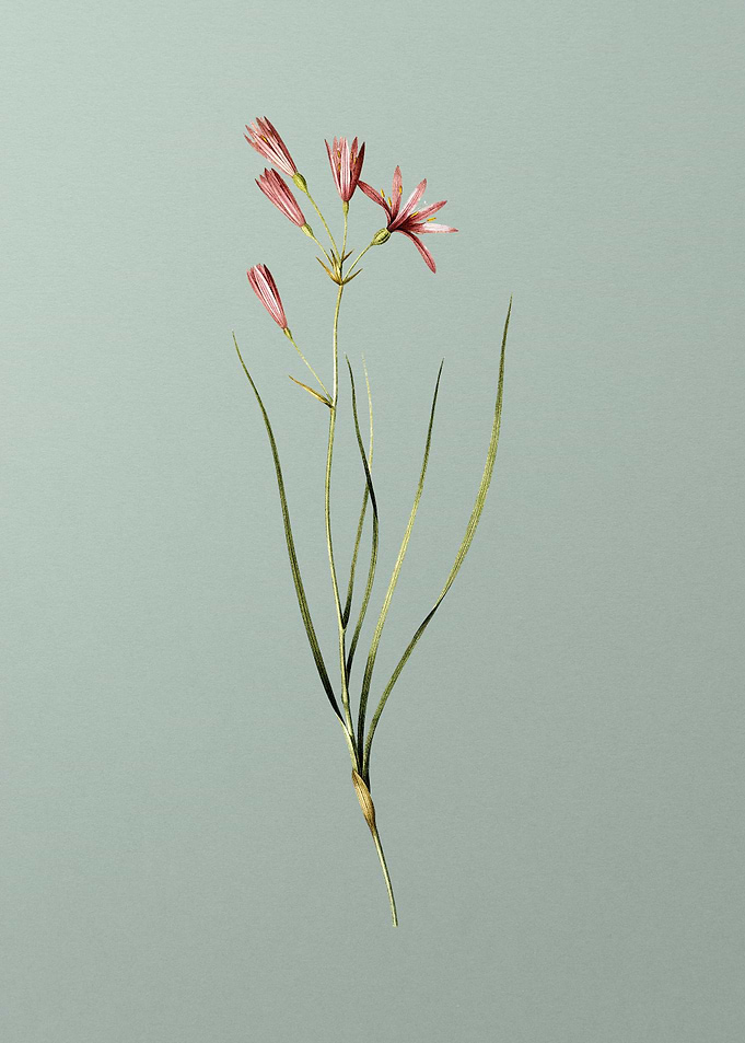 Amaryllis Montana on Green