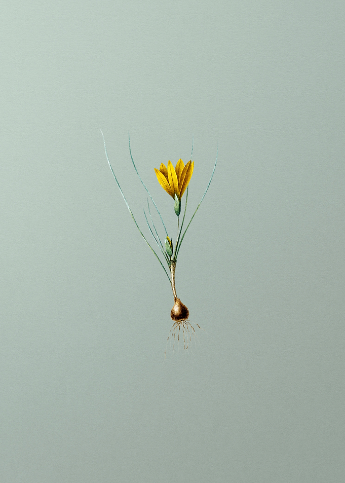Ixia Filifolia on Green