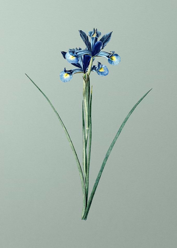 Spanish Iris on Green