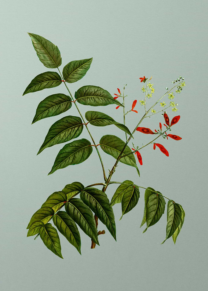 Floral Drawing on Green