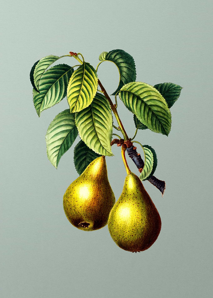 Botanical Drawing on Green