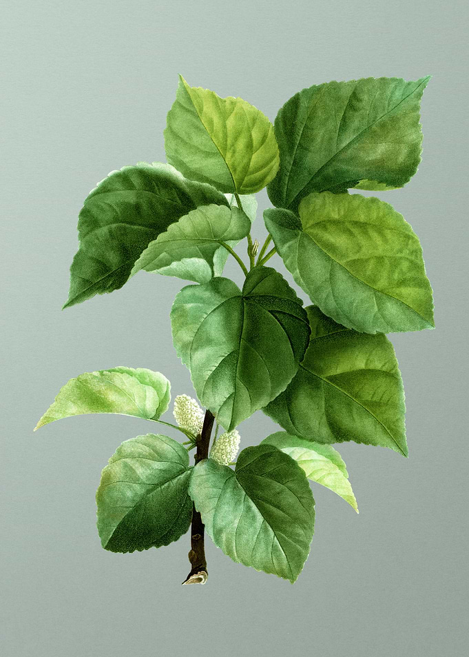 Floral Botanical Flower