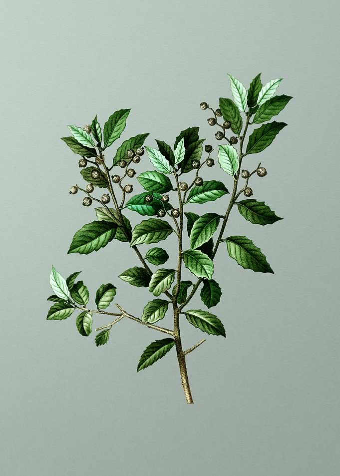 Vintage Flower on Green