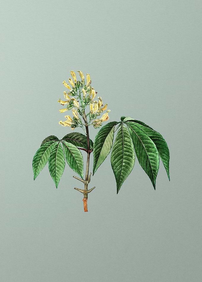 Floral Botanical Flower