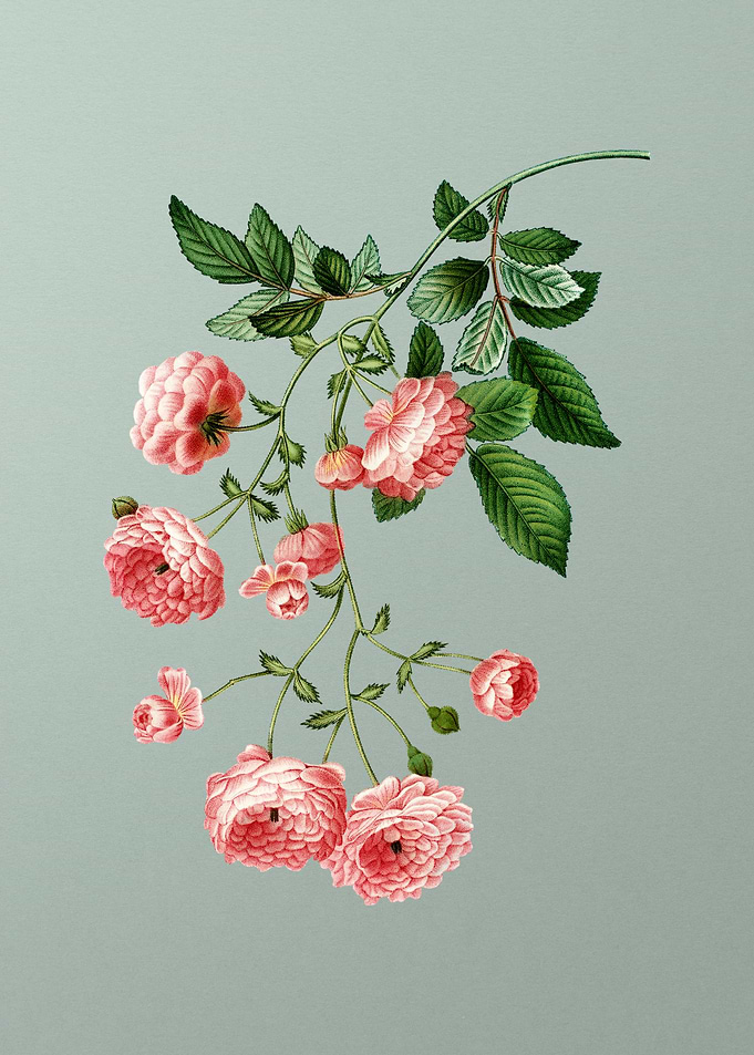 Botanical Drawing on Green