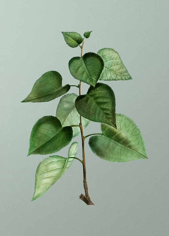 Botanical Drawing on Green