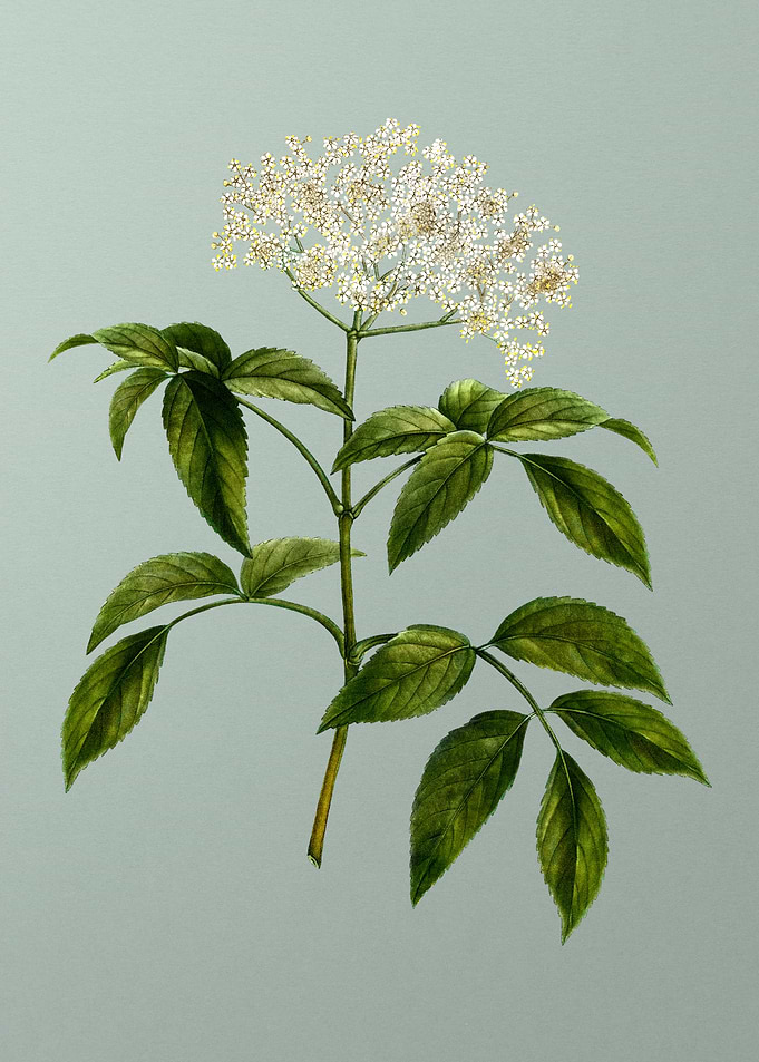 Vintage Flower on Green