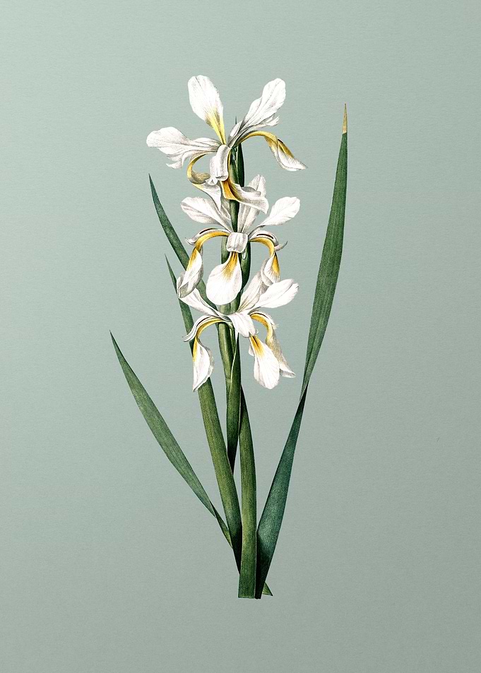 Yellow Banded Iris on Mint