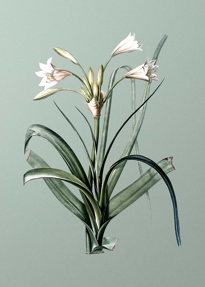 Malgas Lily on Mint Green