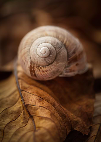 Snail on the leaf