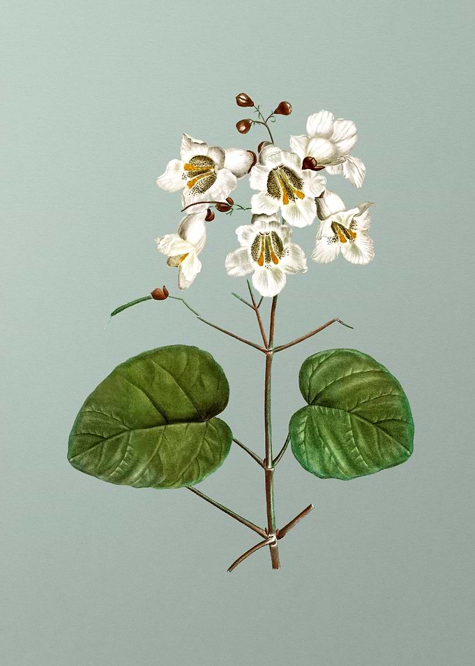 Classic Botanical on Green