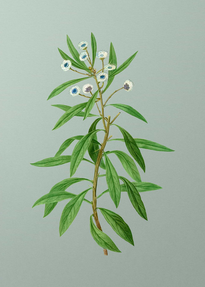 Antique Flower on Green