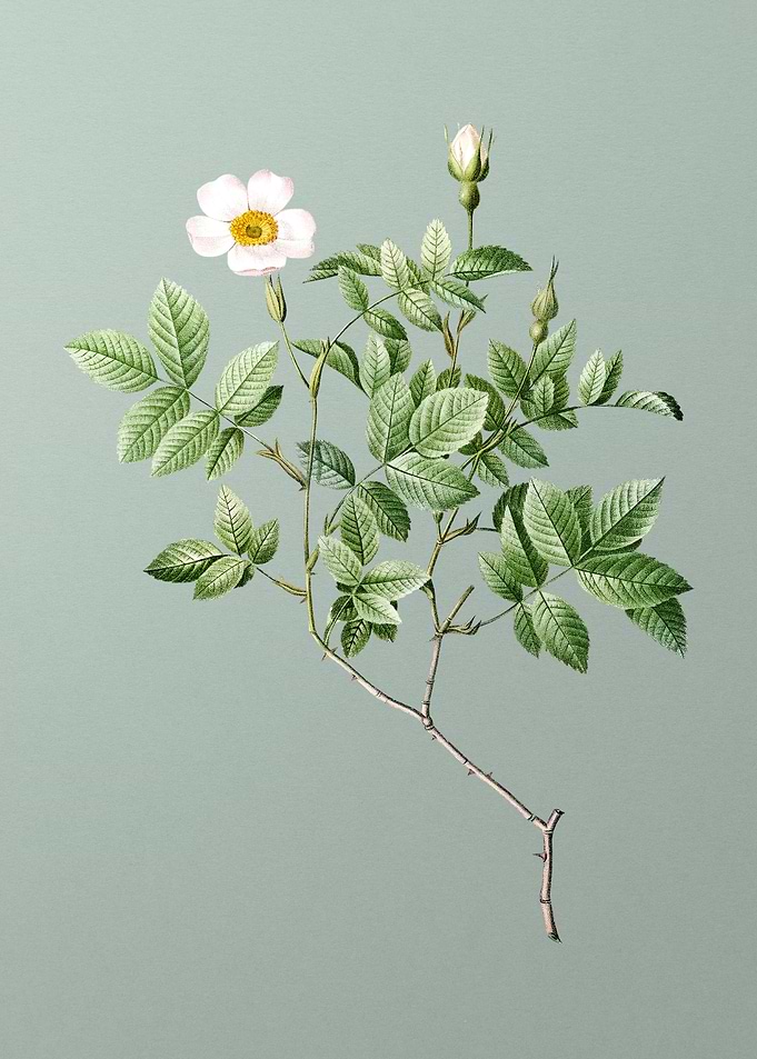 Vintage Rosebush on Green