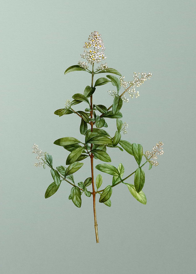 Floral Botanical Flower
