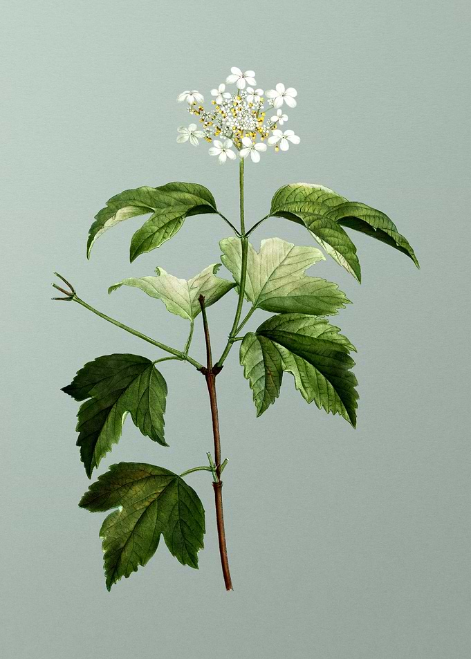 Antique Flower on Green