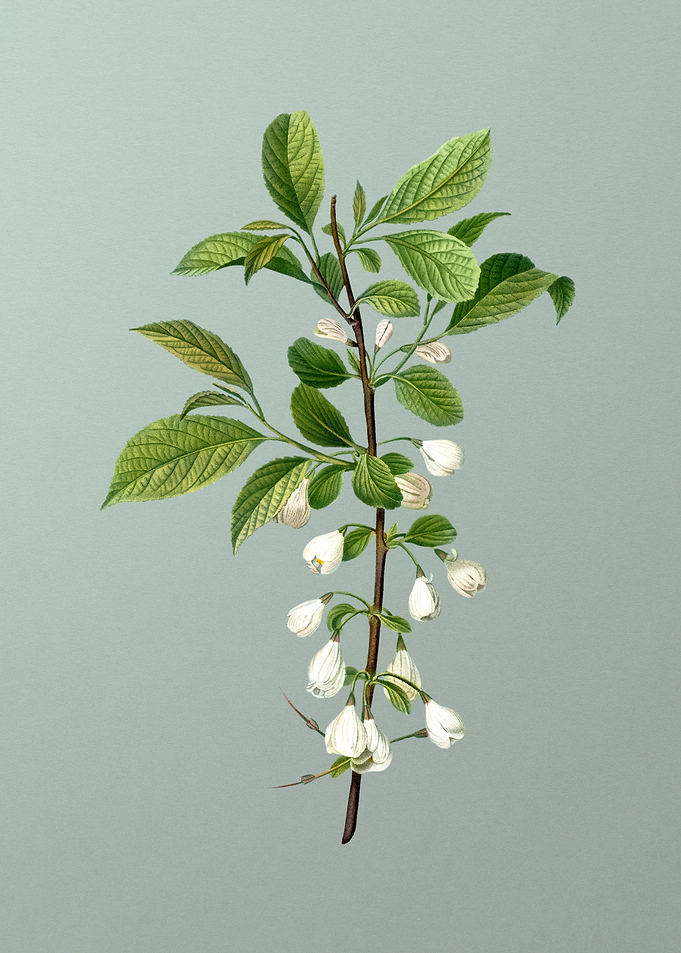 Classic Flower on Green