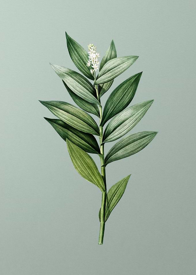 Smilacina Stellata on Mint